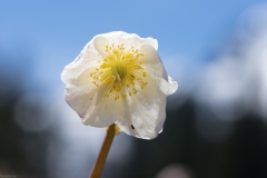 Die Christrose, auch Schneerose oder Schwarze Nieswurz genannt, wächst im gesamten Berchtesgadener Talkessel in freier Natur. Sie blüht hauptsächlich von Februar bis April, kann an schneefreien südexponierten Lagen aber schon zur Weihnachtszeit blühen.