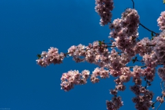 Die japanische Blütenkirsche (Prunus cerrulata) blüht in der Bonner Heerstraße Ende April - Anfang Mai. Sie wurde im Rahmen einer Stadteilsanierung fast flächendeckend in der Bonner Nordstadt angepflanzt und erfreuen die Anwohner. Zur Blütezeit ist der Stadteil aufgrund von Meldungen in den sogenannten sozialen Medien überlaufen.